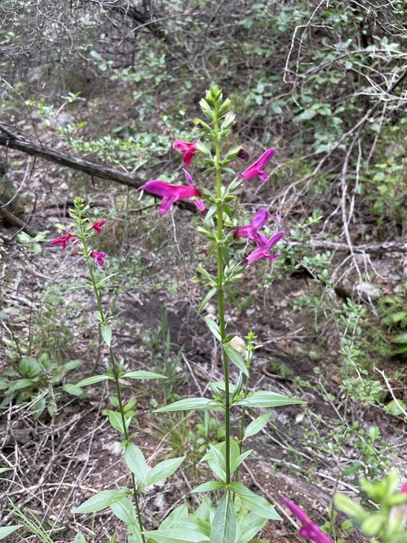 Big Red Sage photo 5
