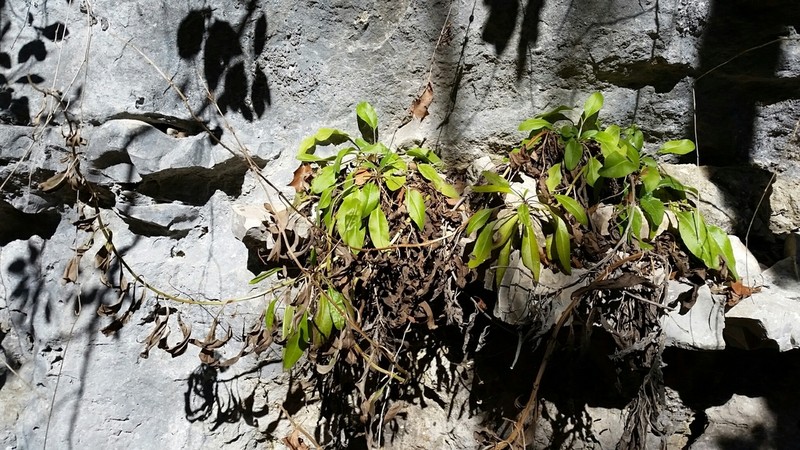 Big Red Sage photo 6