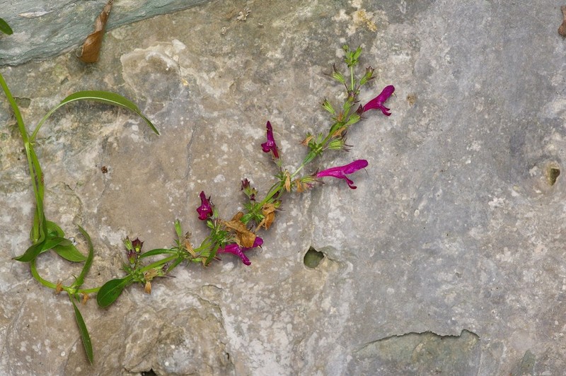 Big Red Sage photo 7
