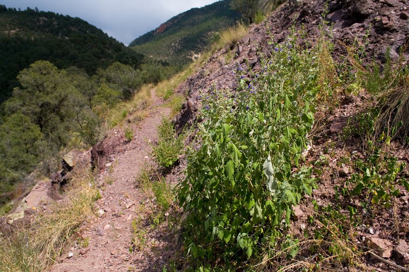 Rock Sage photo 2