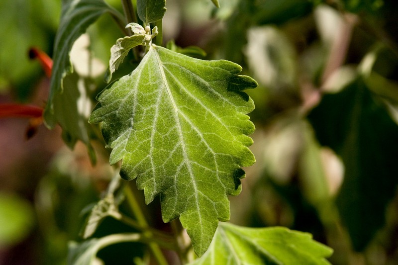 Rock Sage photo 3