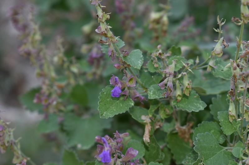 Rock Sage photo 8