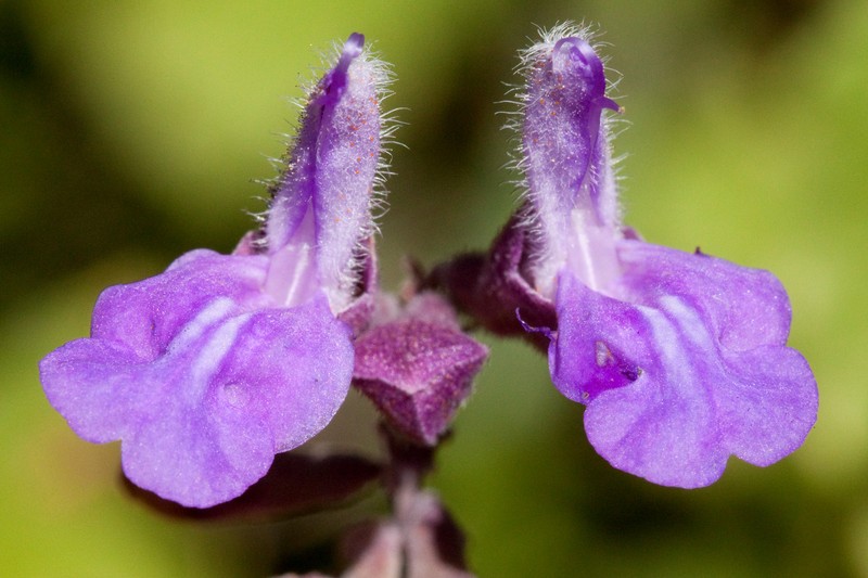 Largeflower Sage