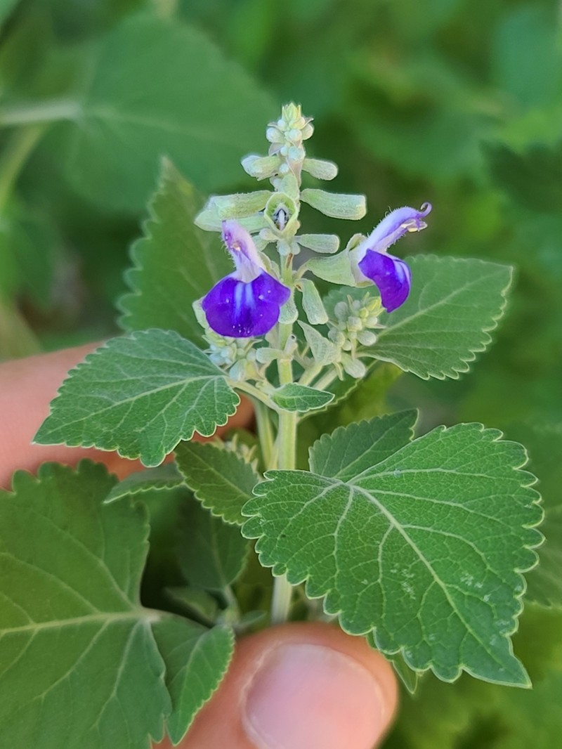 Largeflower Sage photo 2