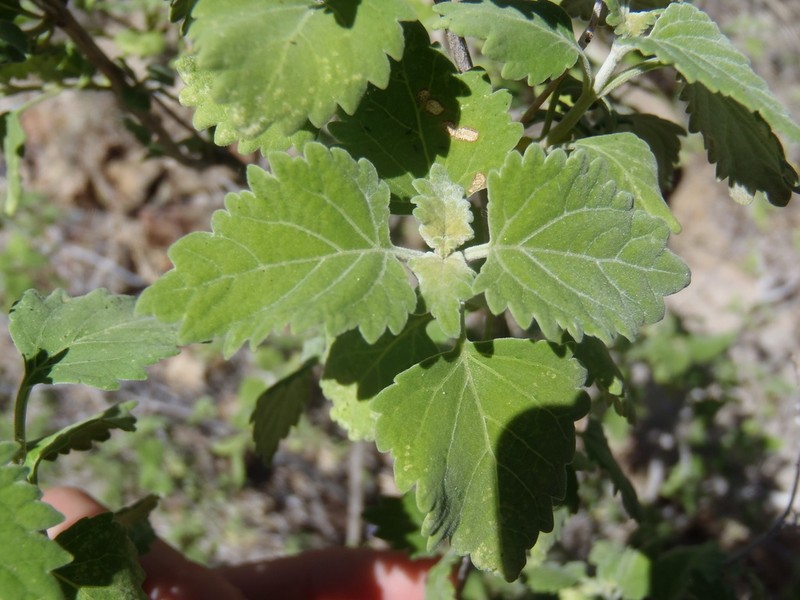 Largeflower Sage photo 3