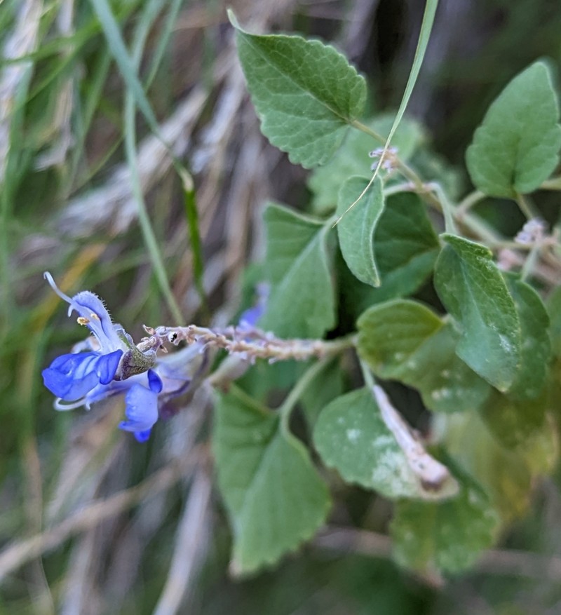Largeflower Sage photo 4