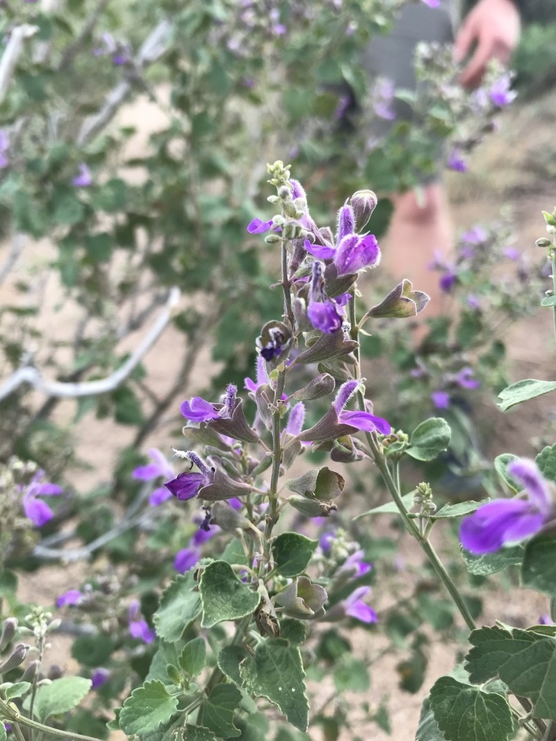 Largeflower Sage photo 5
