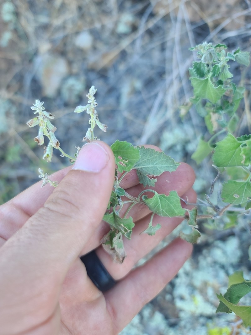 Largeflower Sage photo 6