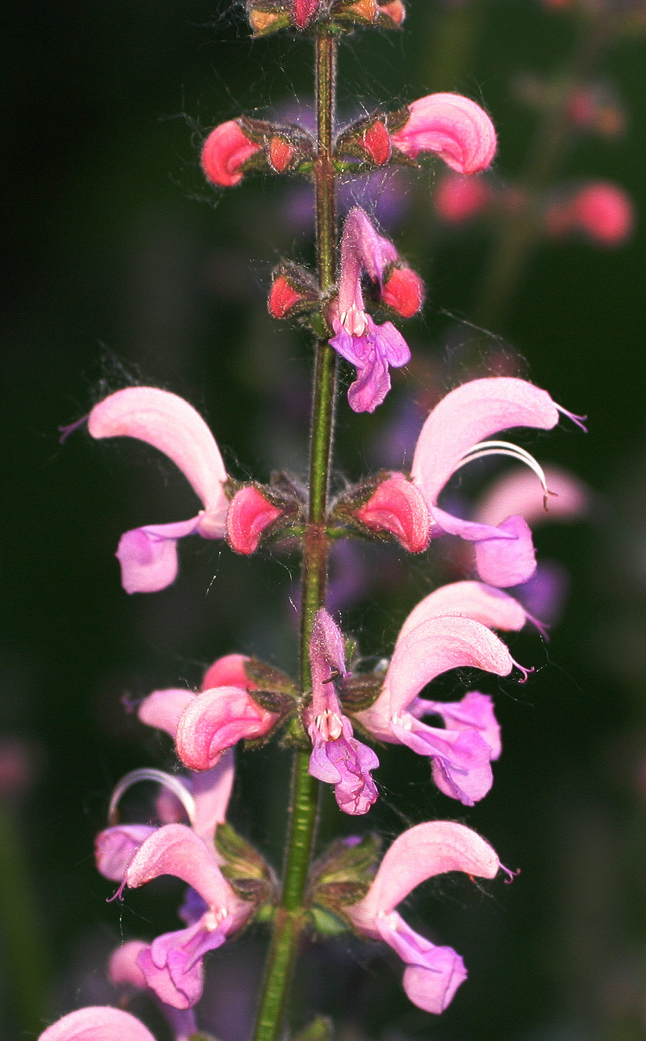 Introduced Sage photo 5