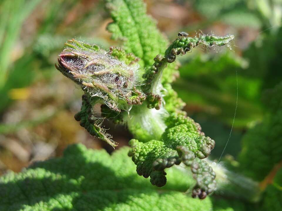 Introduced Sage photo 6
