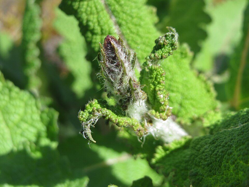 Introduced Sage photo 7