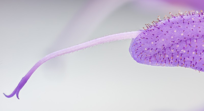 Introduced Sage photo 2