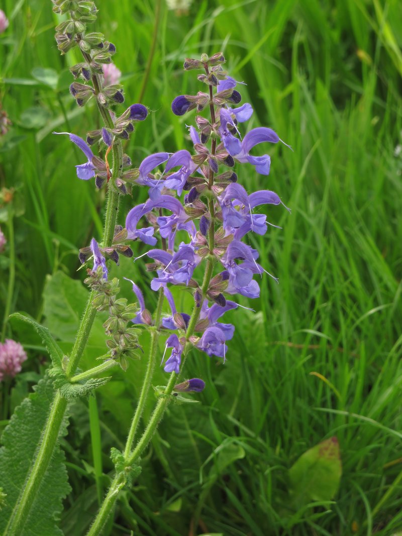 Introduced Sage photo 8