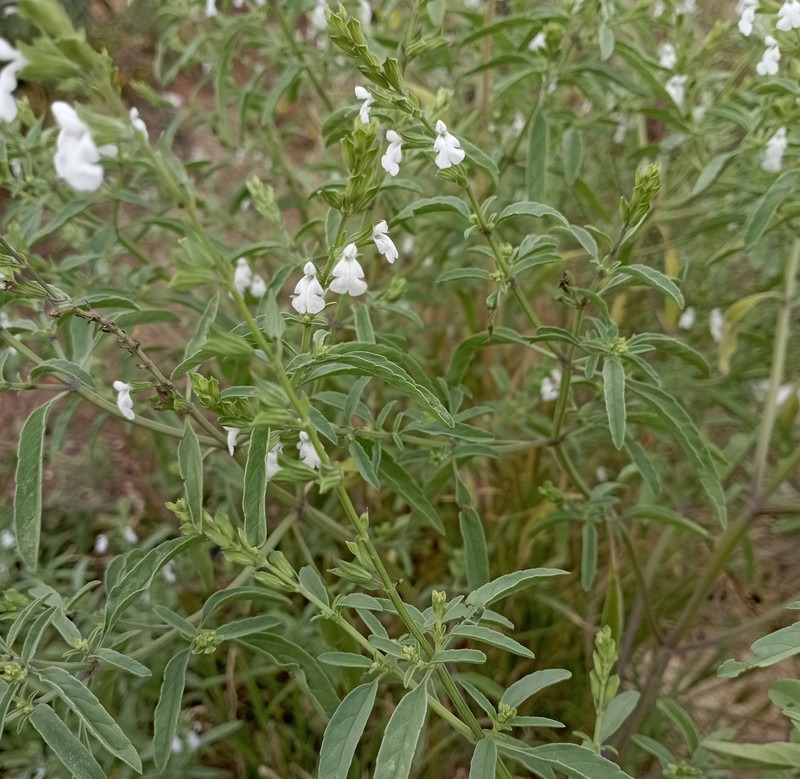 Lanceleaf Sage photo 2