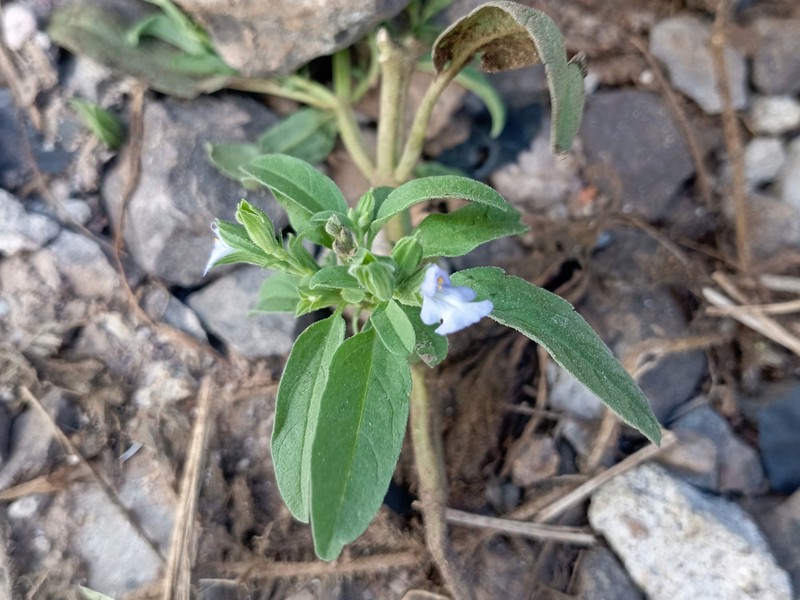 Lanceleaf Sage photo 3