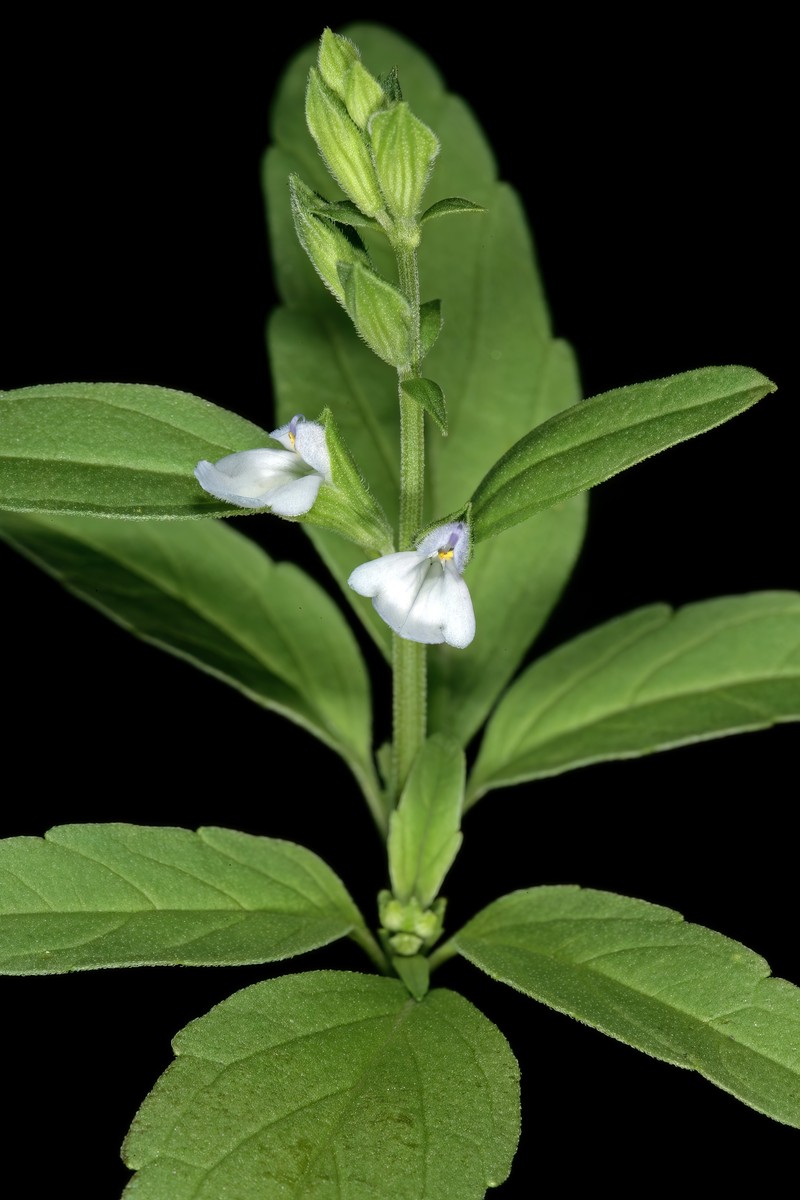 Lanceleaf Sage