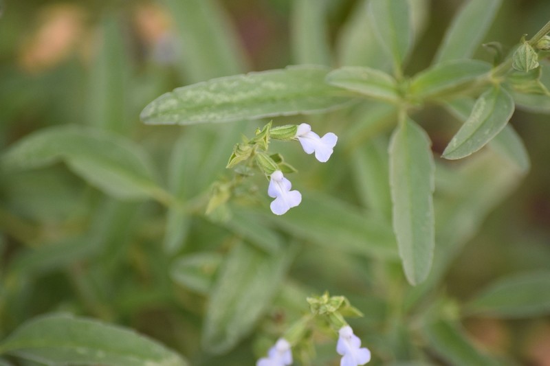 Lanceleaf Sage photo 3