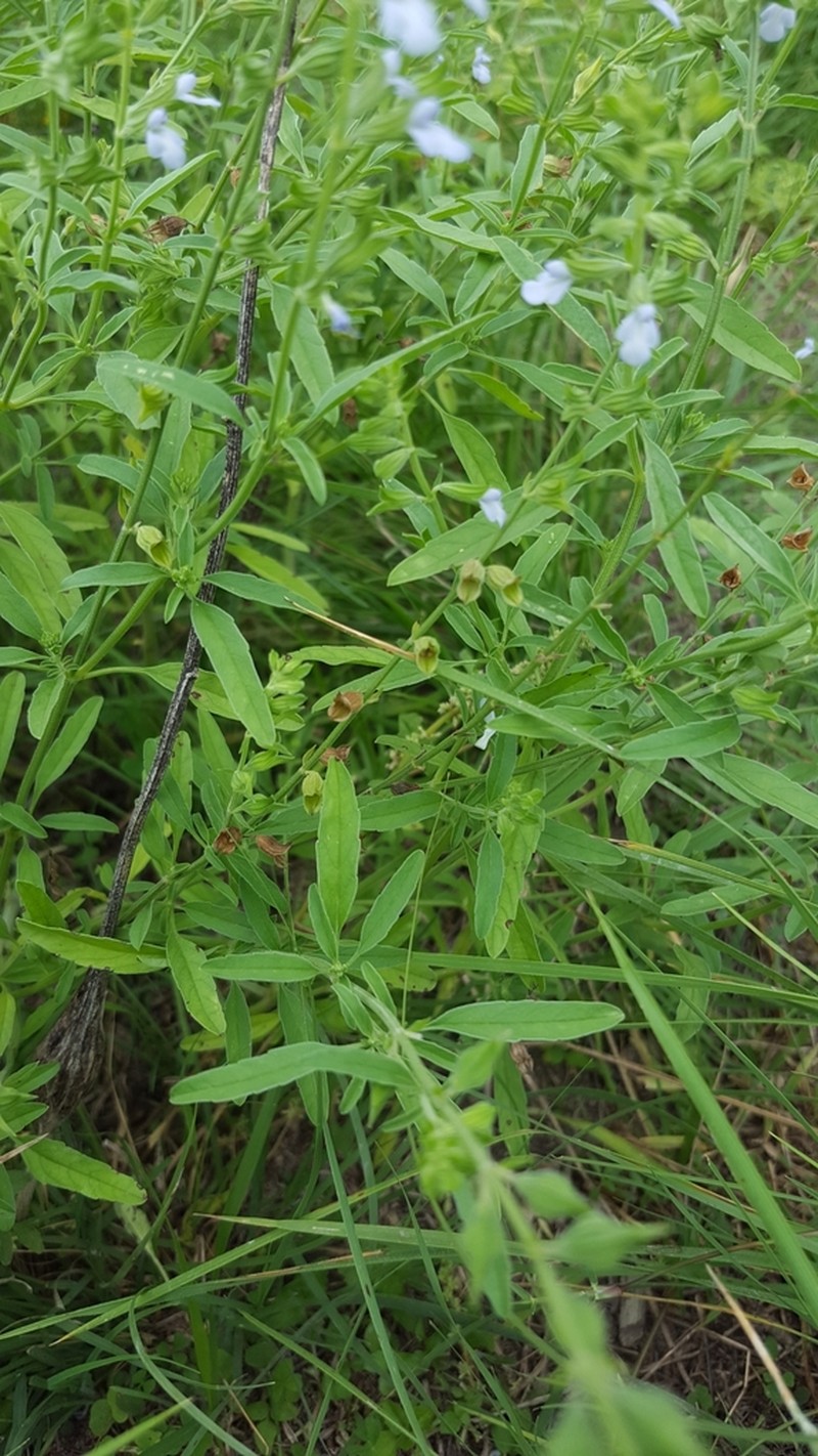 Lanceleaf Sage photo 4