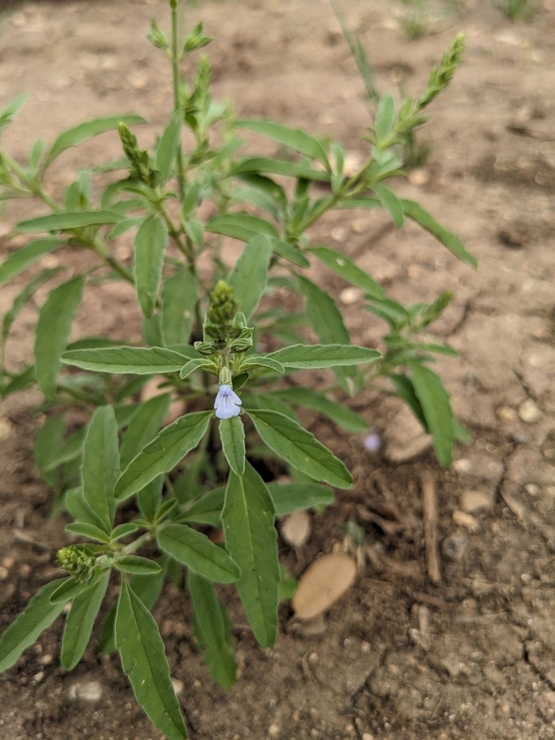 Lanceleaf Sage photo 6