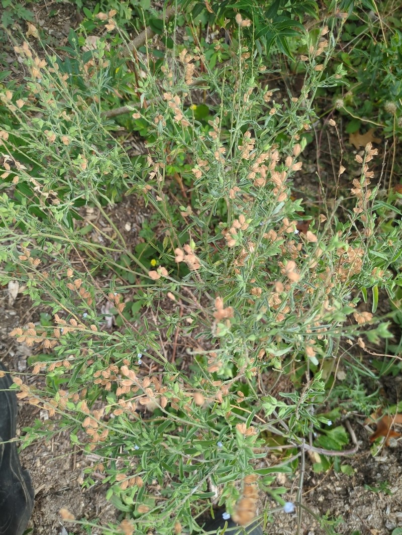 Lanceleaf Sage photo 7