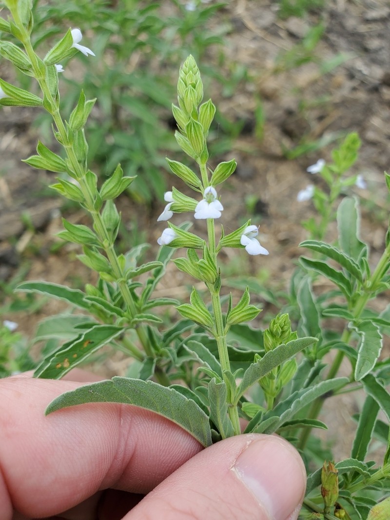 Lanceleaf Sage photo 8