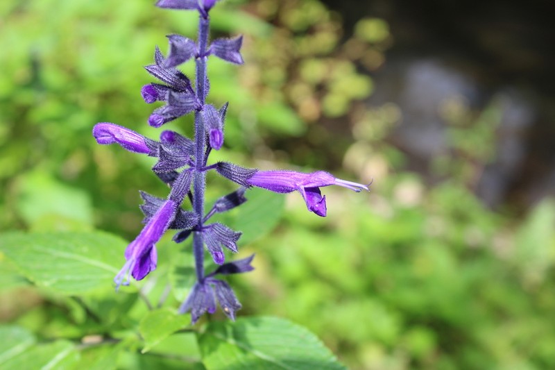 Salvia reginae