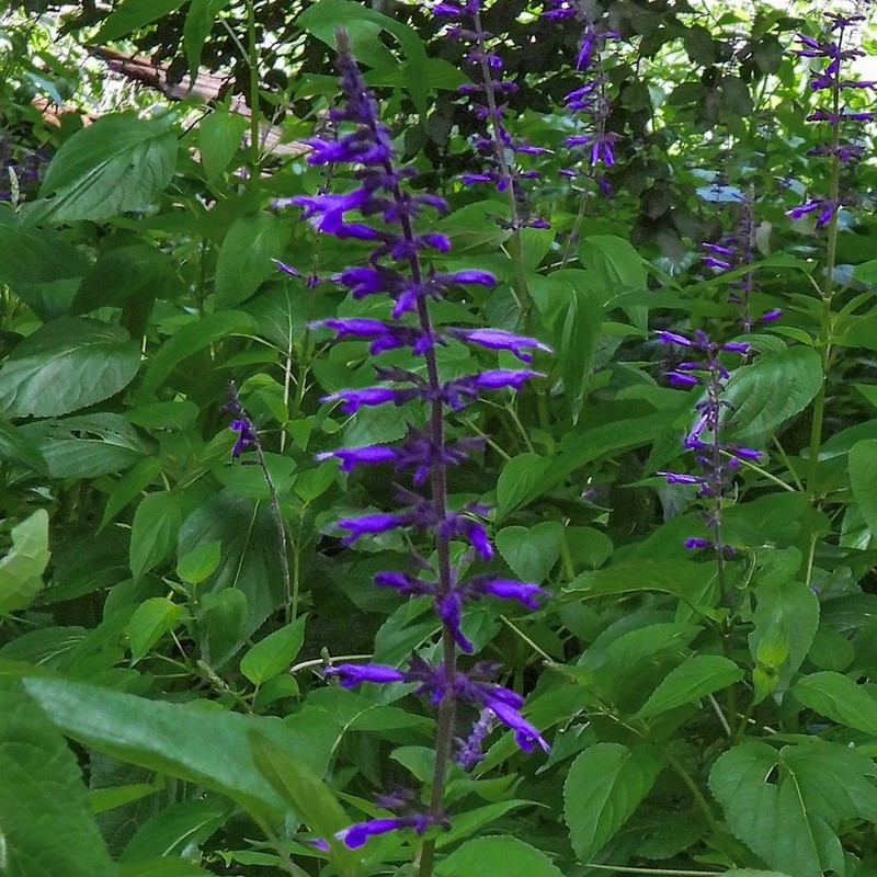 Salvia reginae photo 2