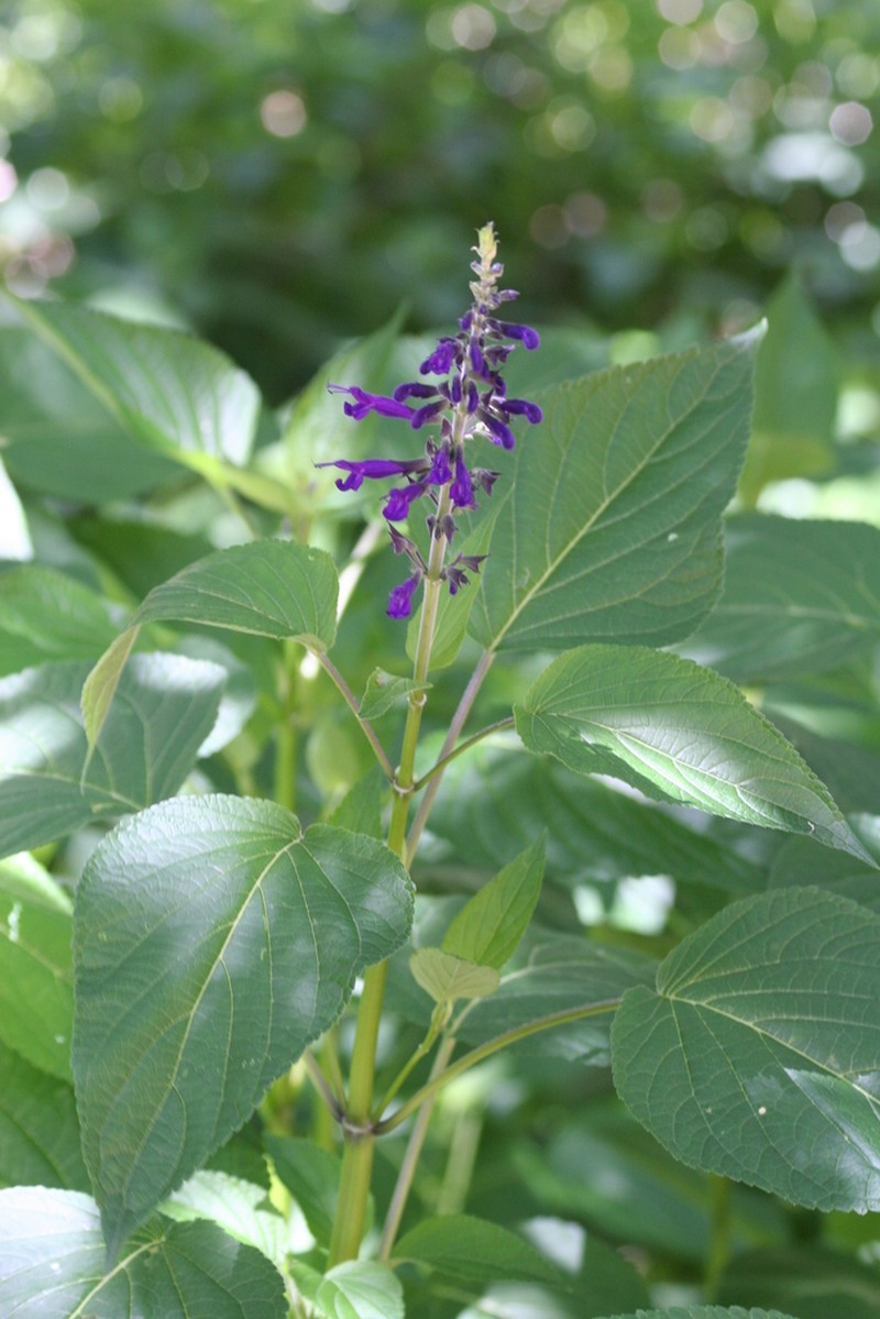 Salvia reginae photo 3
