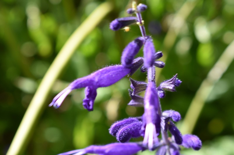 Salvia reginae photo 4