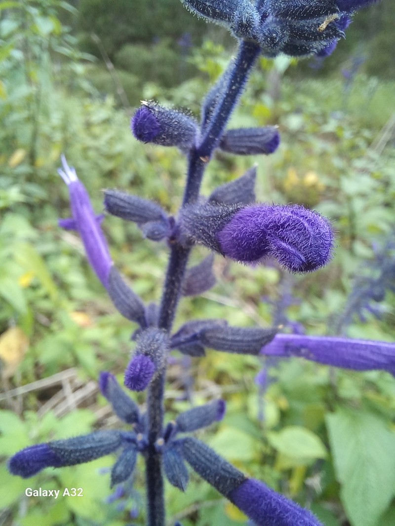 Salvia reginae photo 5