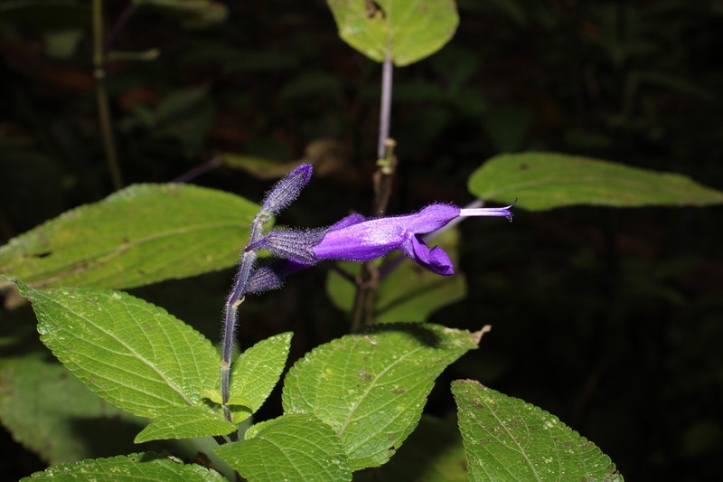 Salvia reginae photo 6