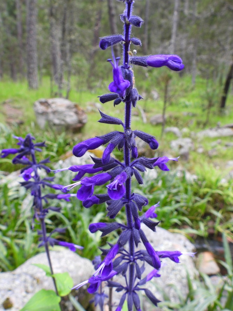 Salvia reginae photo 7