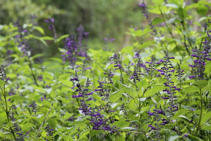 Salvia reginae photo 8