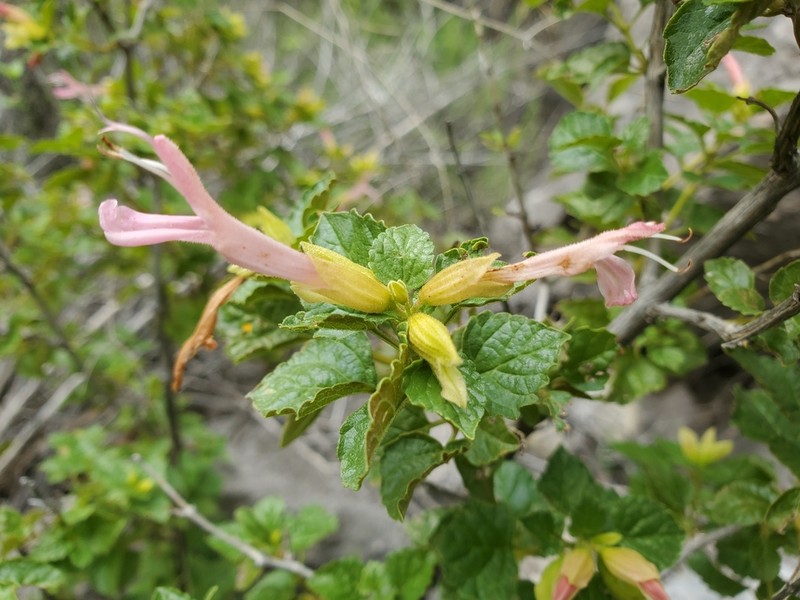 Mountain Sage photo 2