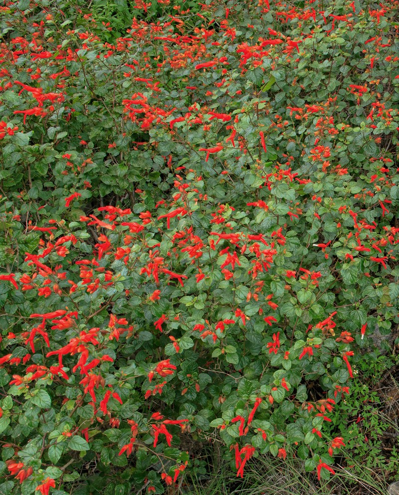 Mountain Sage photo 3