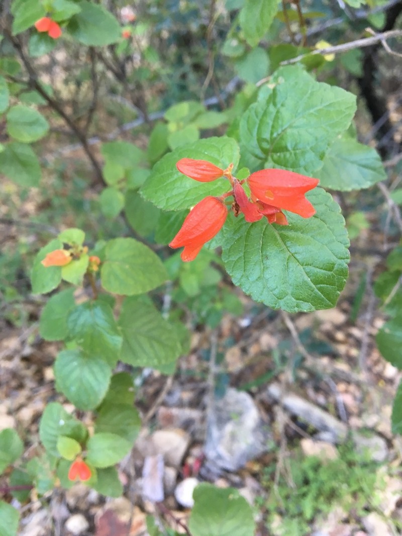 Mountain Sage photo 4