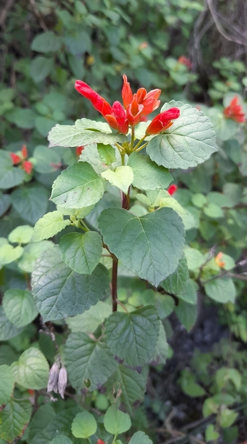 Mountain Sage photo 5