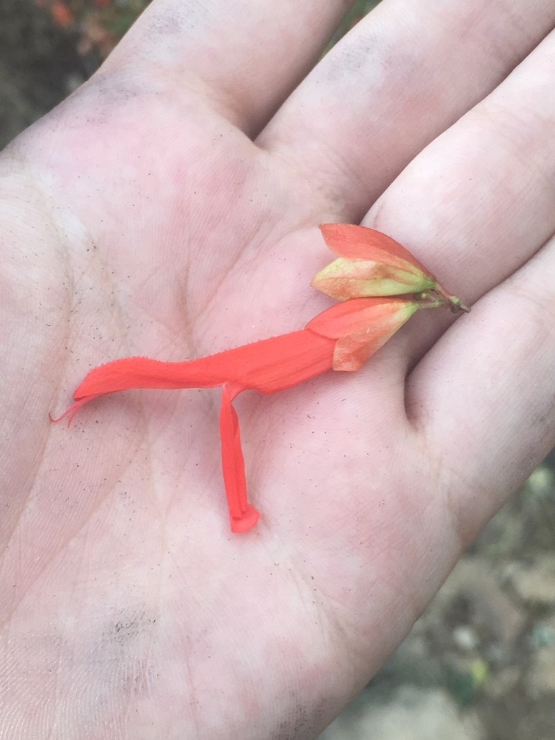 Mountain Sage photo 6