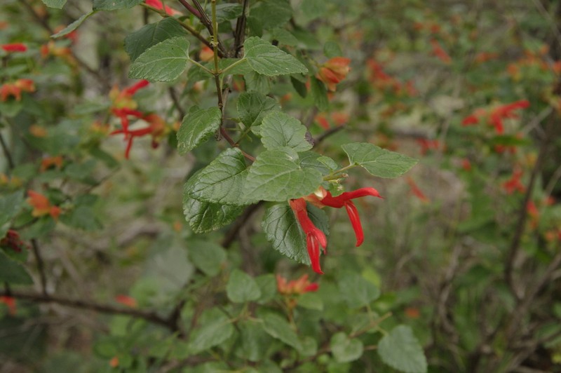 Mountain Sage photo 7