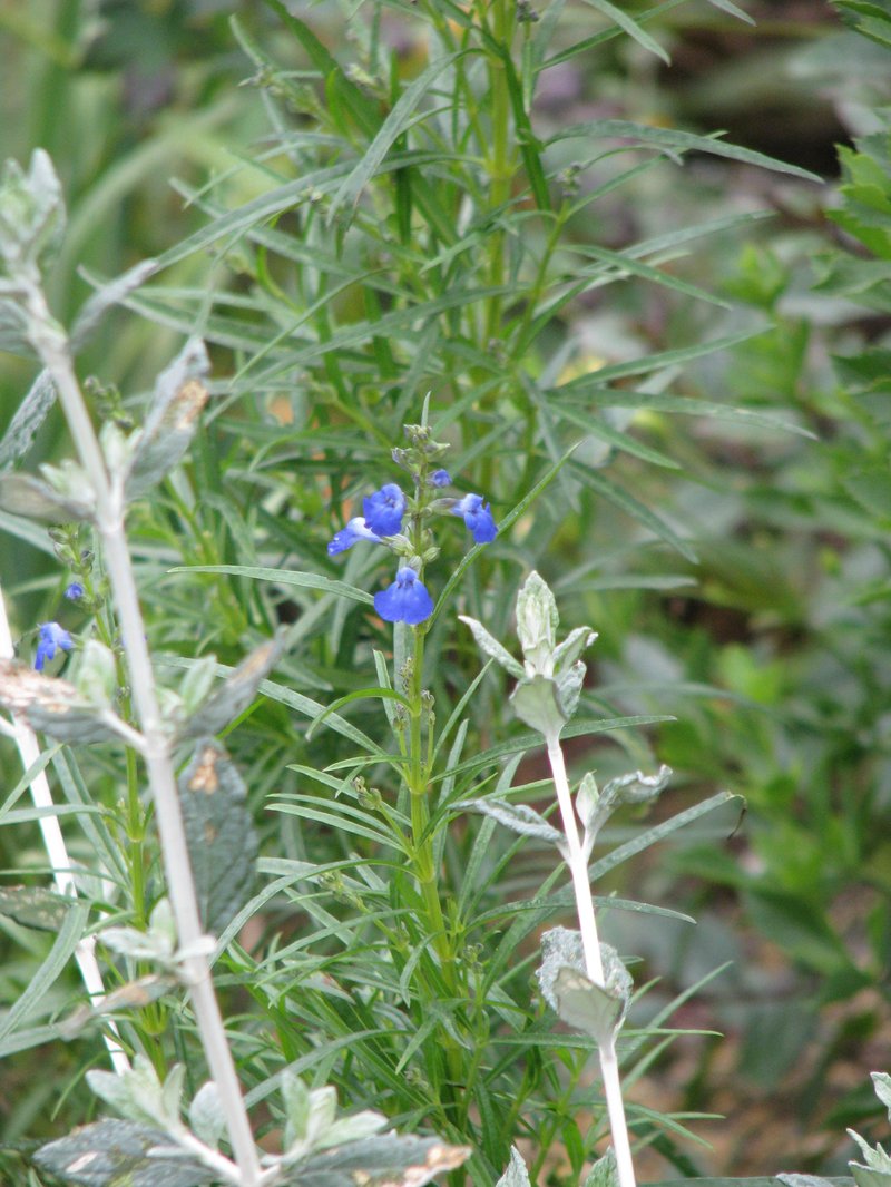 Salvia reptans