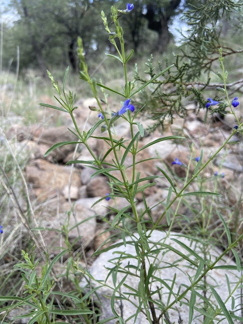 Salvia reptans photo 2