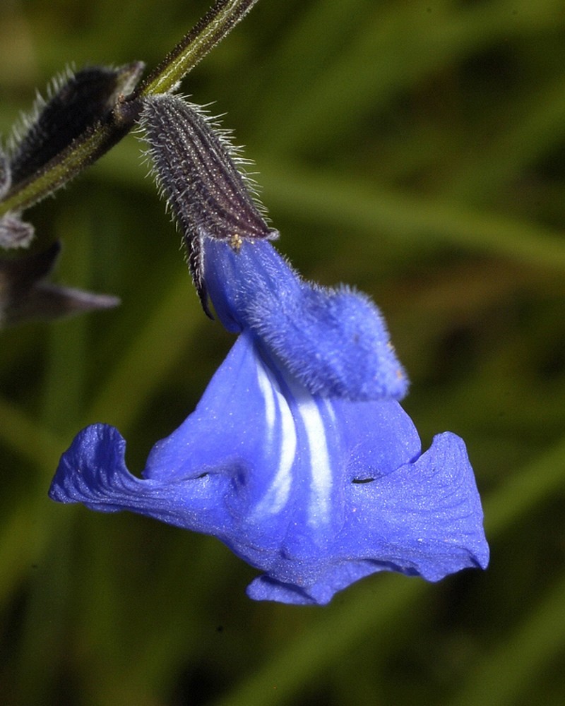 Salvia reptans photo 3