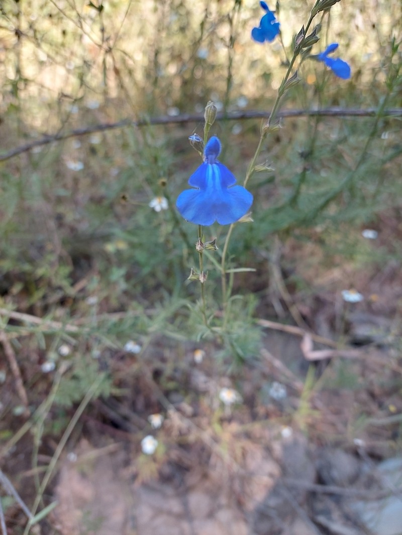 Salvia reptans photo 4