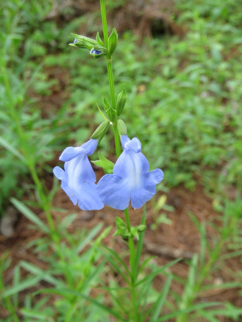Salvia reptans photo 5