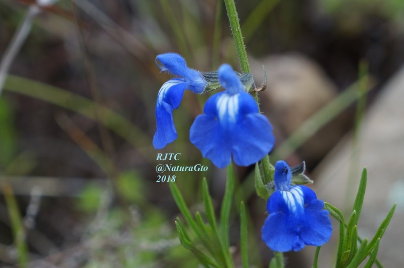 Salvia reptans photo 6