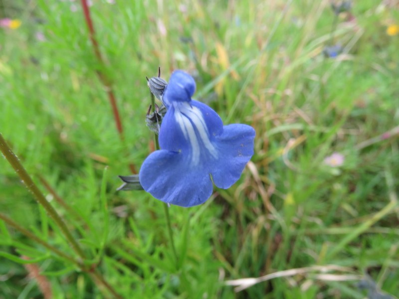 Salvia reptans photo 7
