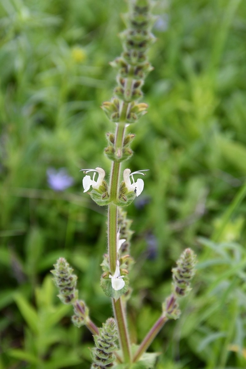 Salvia revelata