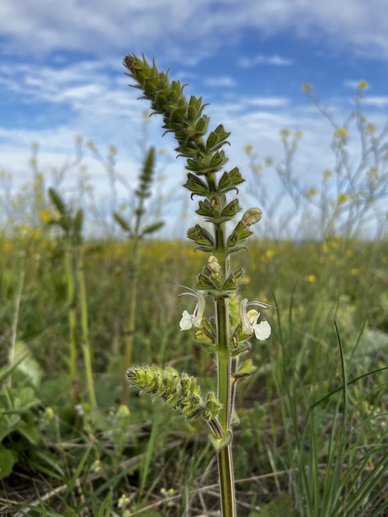 Salvia revelata photo 2