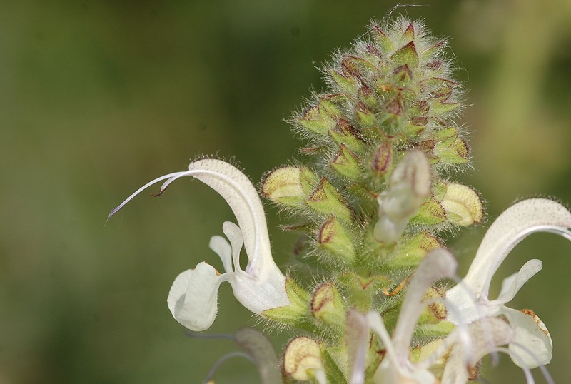 Salvia revelata photo 3