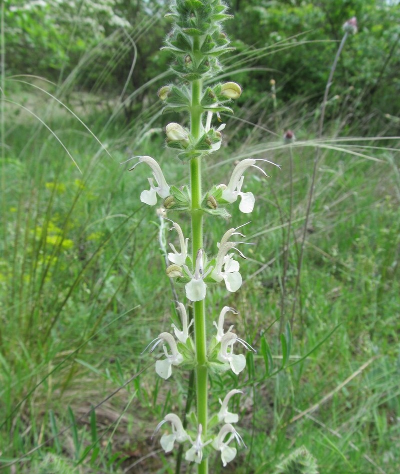 Salvia revelata photo 4